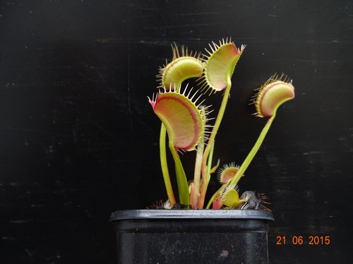 Dionaea muscipula redline - "redline",