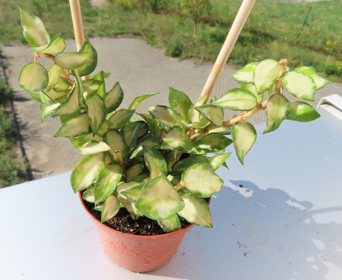 Wachsblume hoya lacunosa sp - wachsblume,
