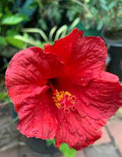 7 Stecklinge Hibiskus rosa