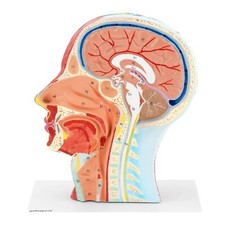 physa PHY-HM-4 Anatomie Schädel Kopfmodell auf Stativ Medianschnitt Halbes Kopf