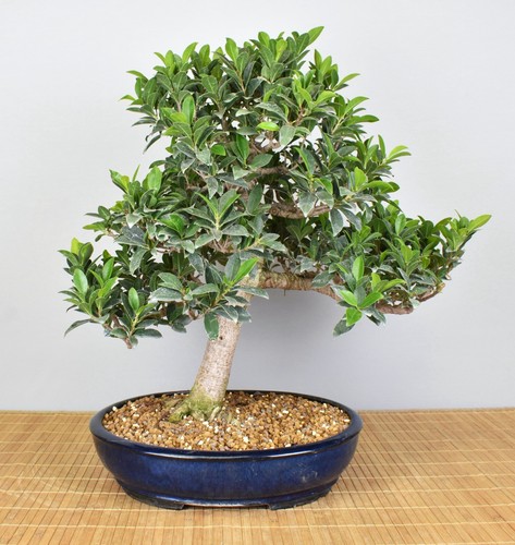 Bonsai indoor feige - indoor,,