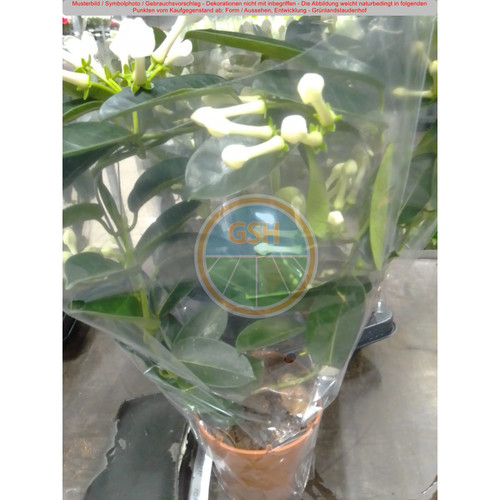 Stephanotis - , (kranzschlinge)