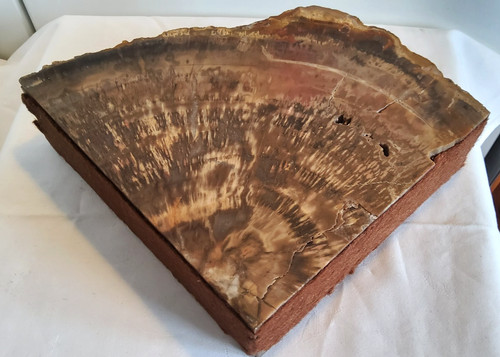 Versteinertes holz stück - versteinertes,