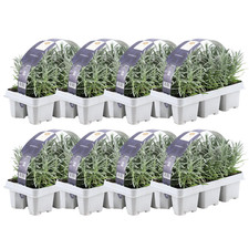 Echte Lavendel Pflanze - 48