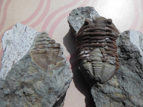 Trilobit asaphus expansus - trilobit,