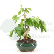 BONSAI 'Ginkgo biloba'