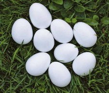 20 St. Lockeier Taube Lock Eier Taubeneier Lockmittel Kieferle 010.034