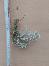 Tillandsia stellifera, 
