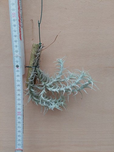 Tillandsia stellifera - ,,