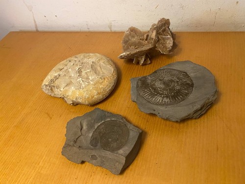 Konvolut fossilien ammoniten - konvolut,