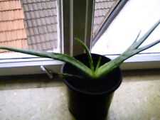 1 Pflanze Aloe vera