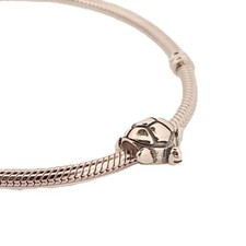 Griechische Schildkröte