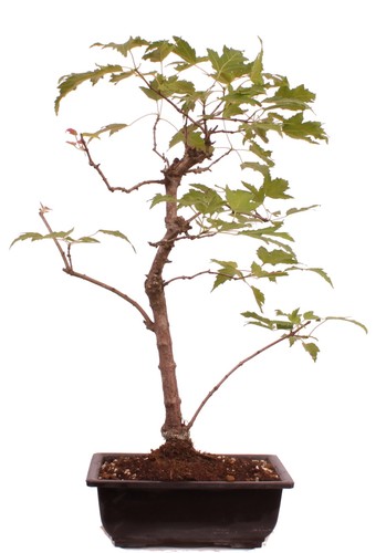 Bonsai acer tataricum - -,