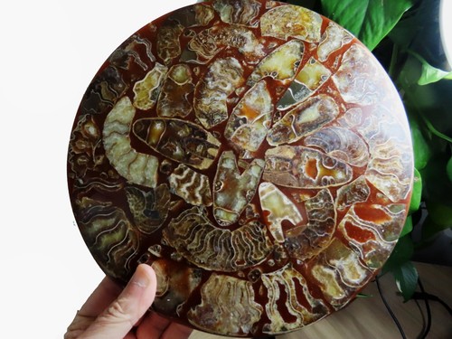Ammonitfossilien scheibe - ammonitfossilien,