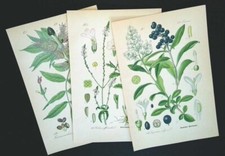 1886 LITHOGRAPHIEN 3er Set Botanik Flora Pflanze Blüte Pflanzenbilder Antik