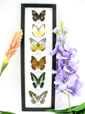 6 echte präparierte