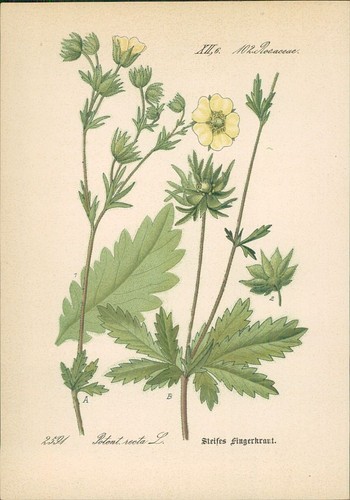 Chromolithographie steifes - :,
