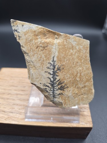 Dendriten solnhofen 4x5x0 8cm - dendriten,solnhofen, 4x5x0,8cm.