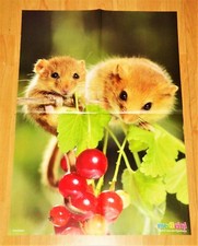 ✿TIER-POSTER HASELMAUS