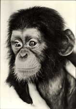 Ak Tierpark Berlin, Schimpanse