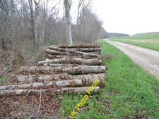 Foto 6x4 Manswood, Holz Birkenstämme aus Erdbeerhaufen wartet c2015
