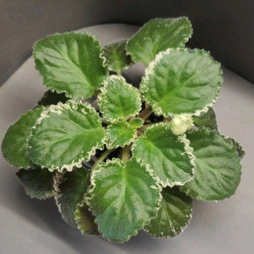 African violet - african, violet/