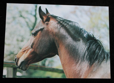Postkarte Sihdih,Araber Pferd,Asil,Arabische Pferde,Tier,Tiere,AK,Ansichtskarte