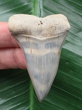 5,4 cm sehr schöner Zahn des