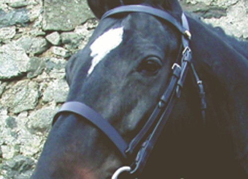 Englische leder uni jagd - englische,
