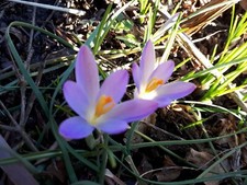 100 same krokus tommasinianus - 100,