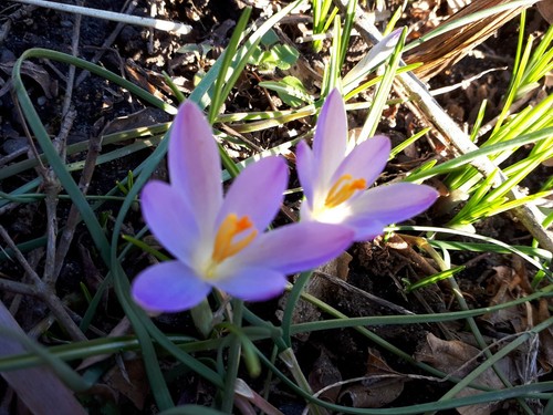 100 same krokus tommasinianus - 100,