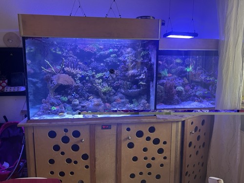 Meerwasser aquarium mit - meerwasser,