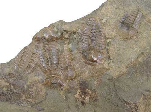 Trilobit ellipsocephalus - trilobit,,
