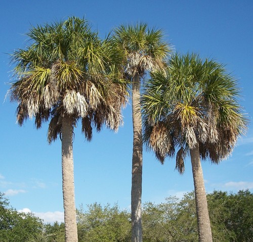 Samen exotische palmetto - samen, palme