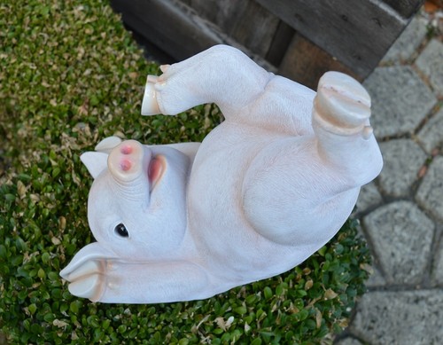 Lustiges schwein auf dem kopf - lustiges,