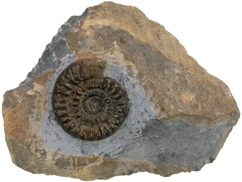 Lias standstück mit - standstück,
