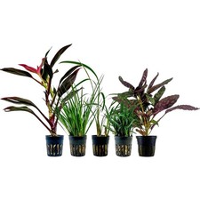 Pflanzen Set mit 5 lebenden