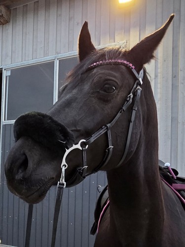 Trense von ivy horsefashion - trense,