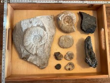 Ammoniten/Fossilien aus
