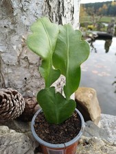 epiphyllum oxypetalum Epicactus Blattkaktus gelblich weiß blühend im Topf