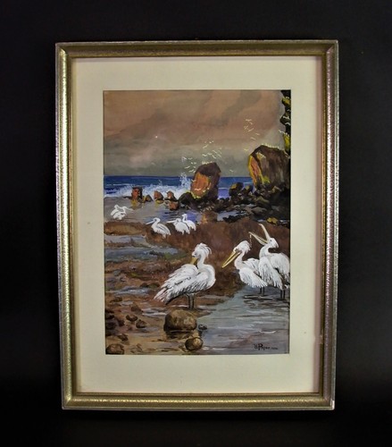 Aquarell gouache pelikane - pelikane, am