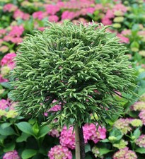 Hochstamm Japanische