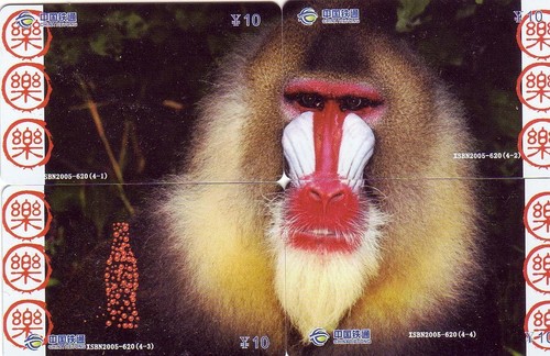 Affe/Paviann/Coca