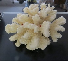 Große weiße Koralle