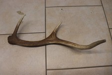 Abwurfstange Geweihstange