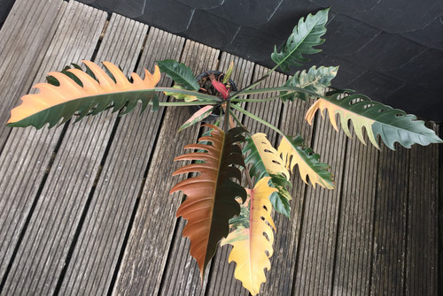 Perfekte philodendron caramel - philodendron,