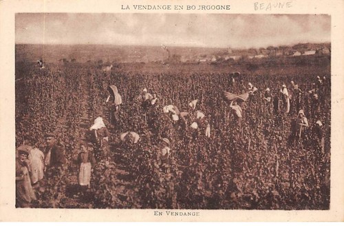 Beaune san41067 in - -,