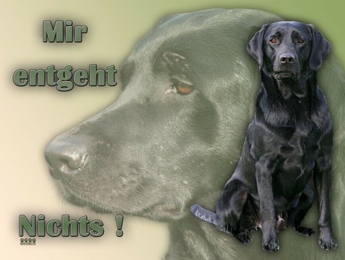 Labrador schwarz schild - labrador,