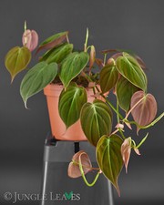 Philodendron micans (Philodendron hederaceum) | samtige Blätter Urban Jungle