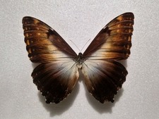 Morpho hecuba werneri male
